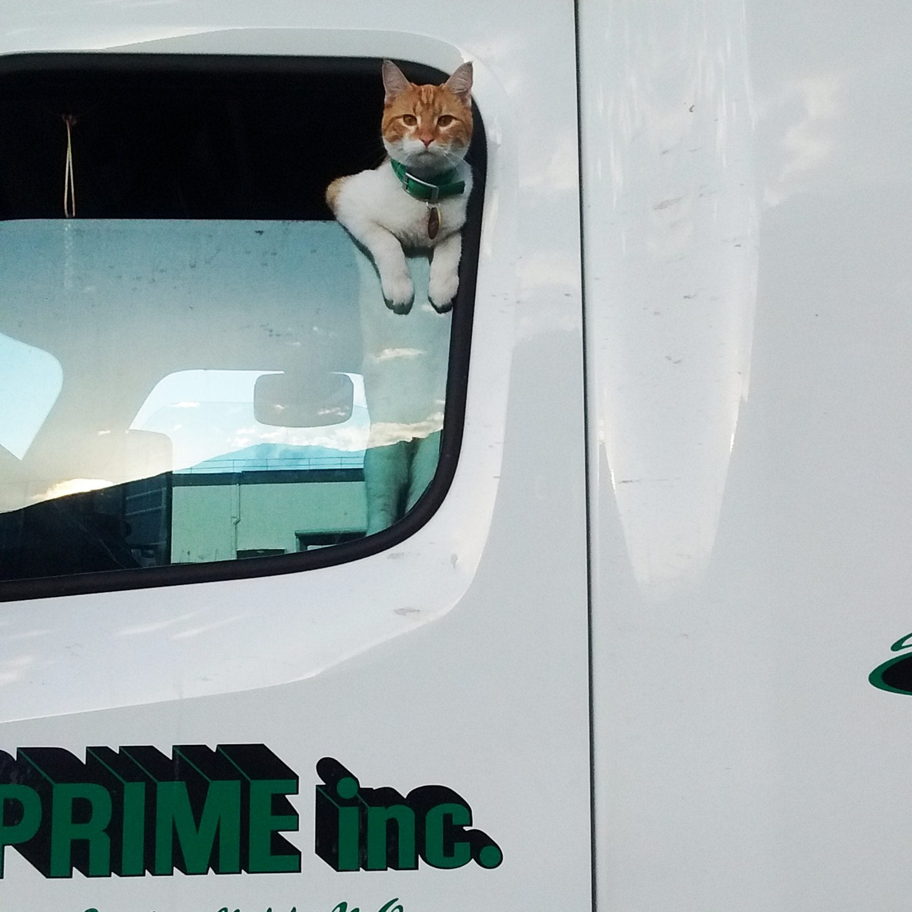 Cat hangs out of window of a Prime truck.