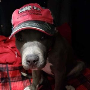 Prime dog wears a red Prime hat.